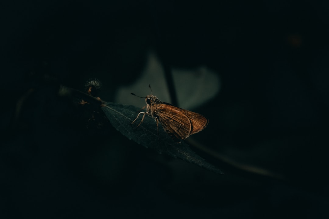 The Mysterious World of Nocturnal Insects (image credits: unsplash)