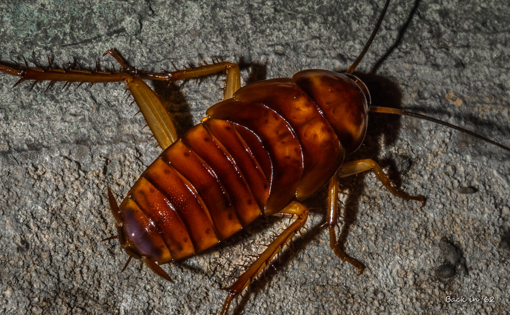 Cockroaches: The Ultimate Night Scavengers (image credits: flickr)