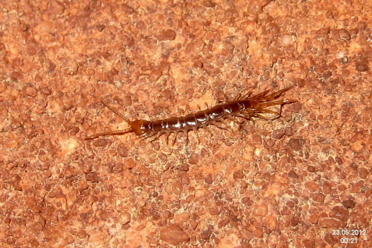 5 Bugs That Only Come Out at Night (And What They’re After) – Insect Hive