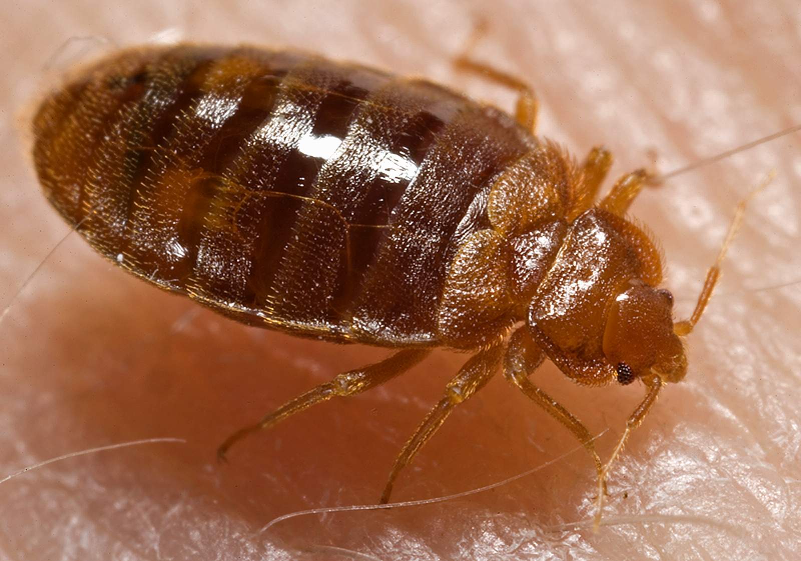 Bed Bugs: The Blood-Seeking Parasites (image credits: By Content Providers(s): CDC/ Harvard University, Dr. Gary Alpert; Dr. Harold Harlan; Richard Pollack. Photo Credit: Piotr Naskrecki, Public domain, https://commons.wikimedia.org/w/index.php?curid=2119254)