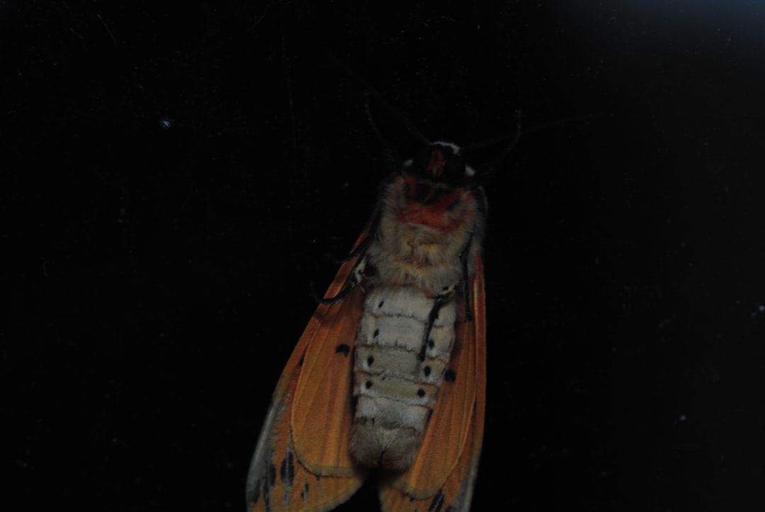 The Science Behind Nocturnal Behavior (image credits: unsplash)