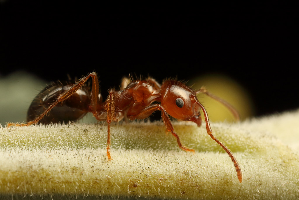 How These Insects Navigate in Complete Darkness (image credits: flickr)