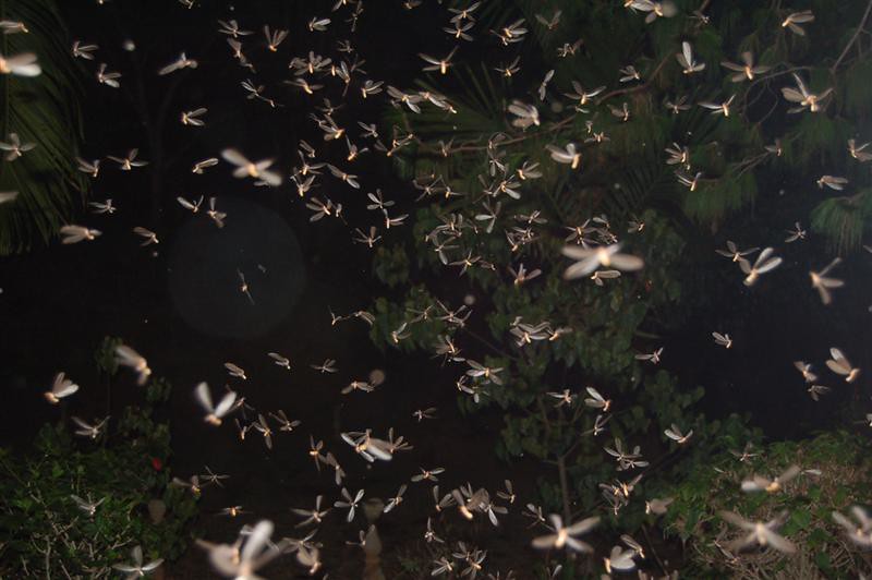 The Role of Artificial Light in Disrupting Natural Behavior (image credits: flickr)