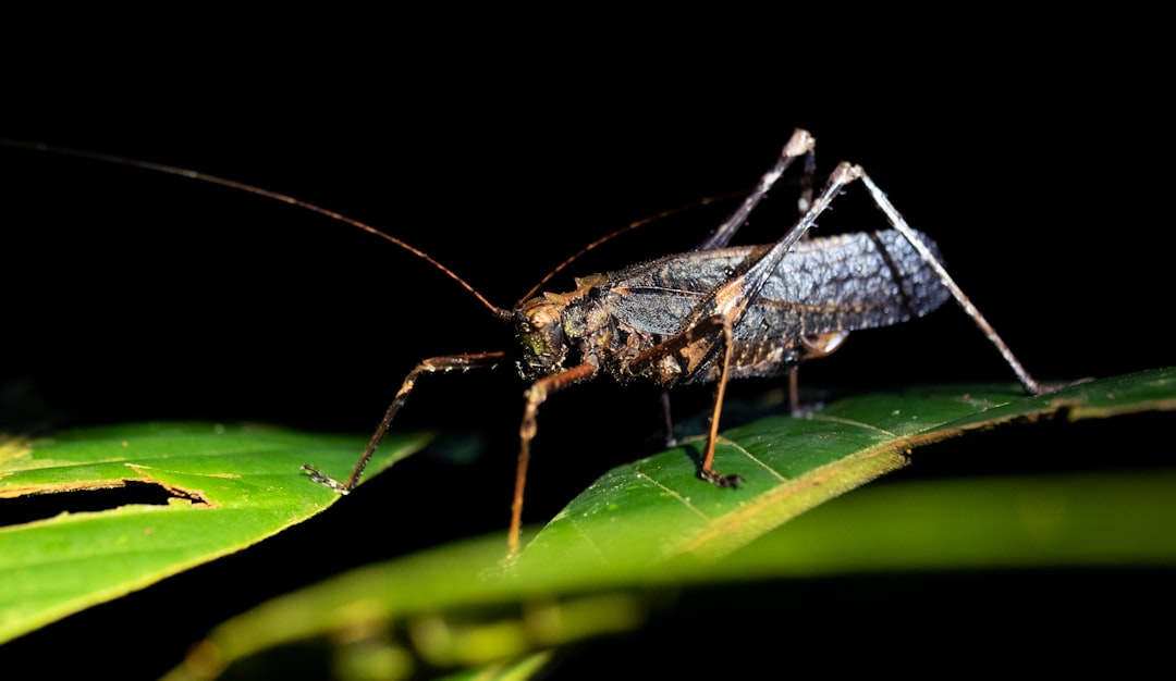 Seasonal Patterns in Nocturnal Insect Activity (image credits: unsplash)