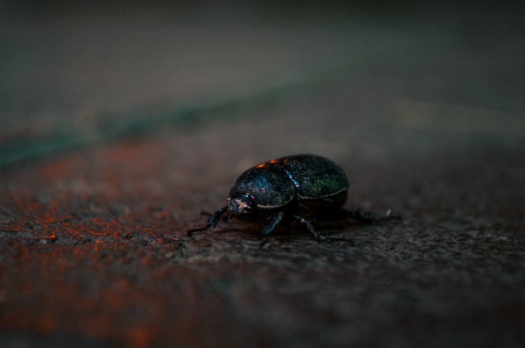 The Ecological Benefits of Nocturnal Insects (image credits: unsplash)