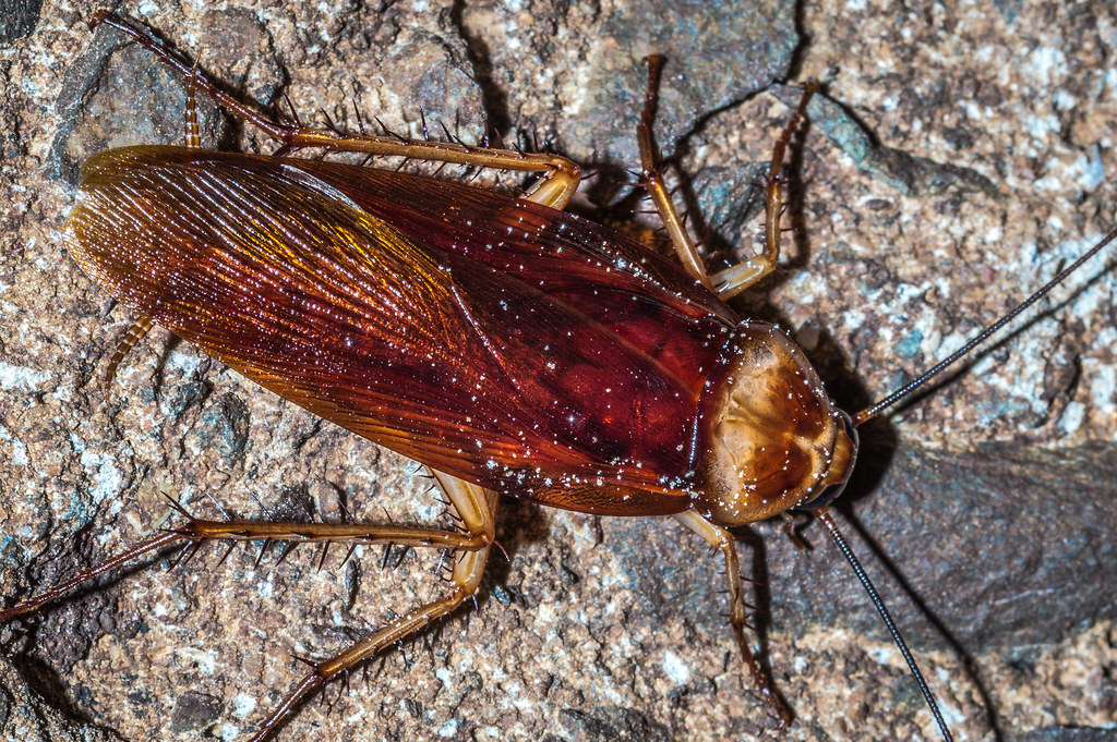 5 Bugs That Only Come Out at Night (And What They're After)
