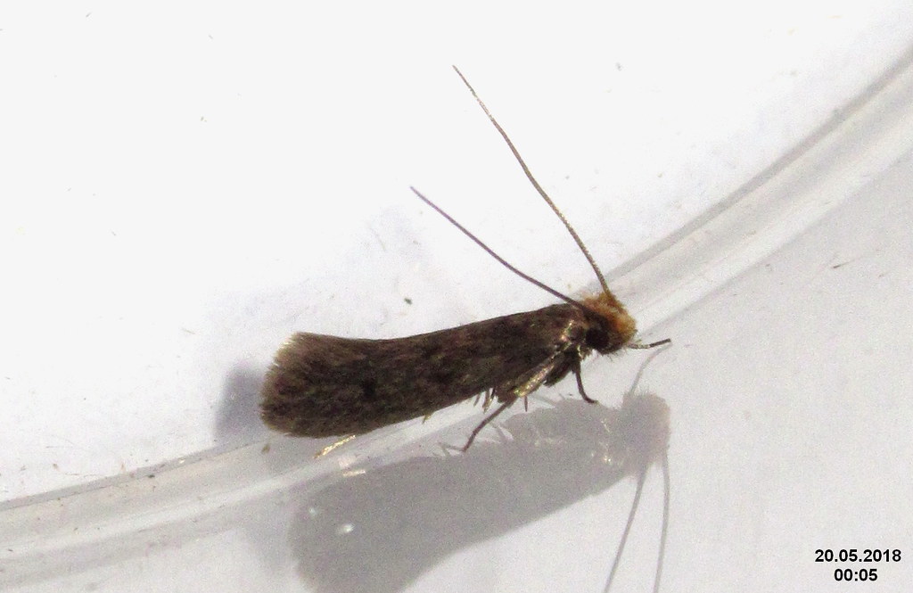 Clothes Moths: Silent Wardrobe Assassins (image credits: flickr)