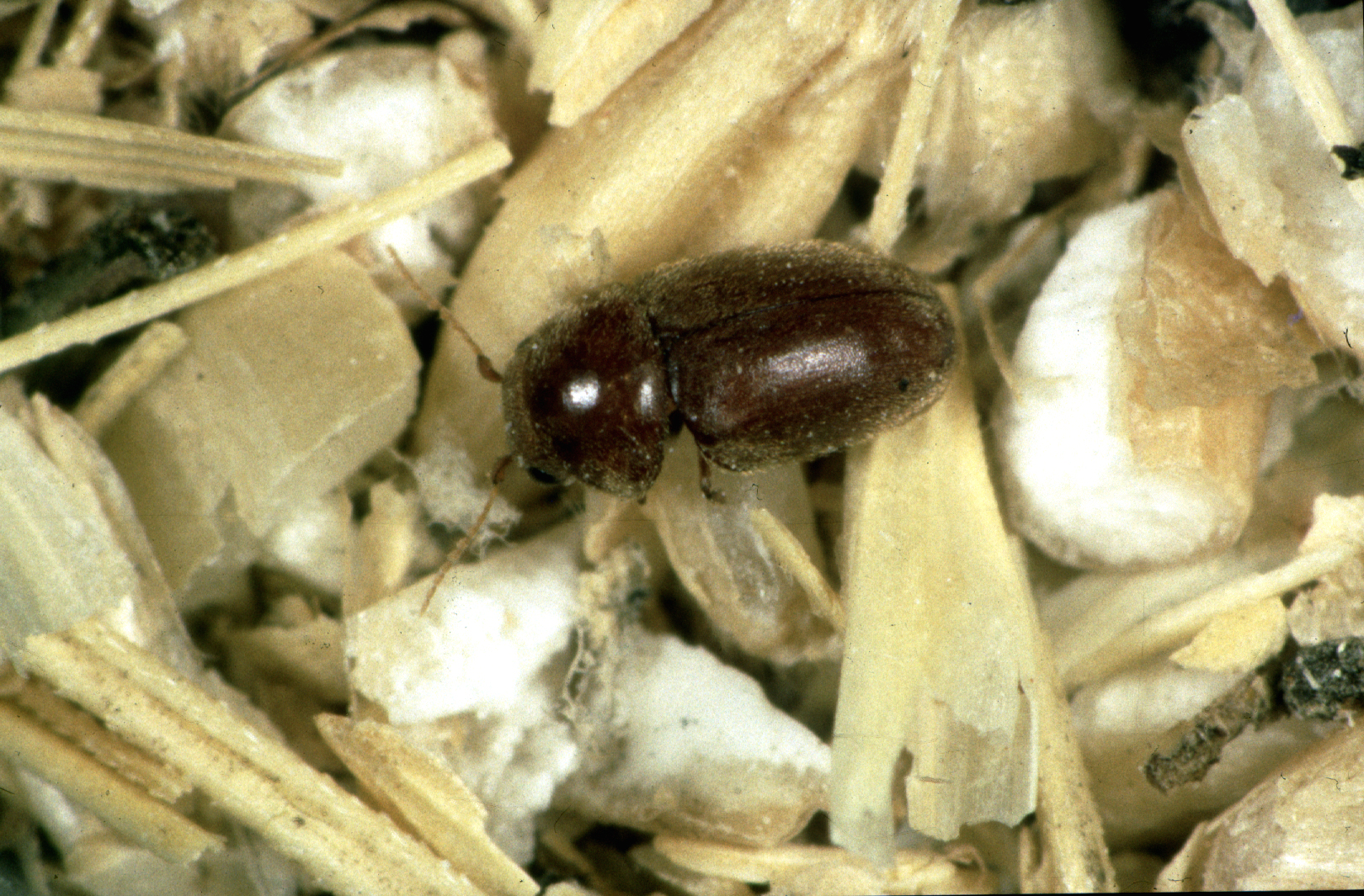 Cigarette Beetles: The Tobacco Specialists (image credits: wikimedia)