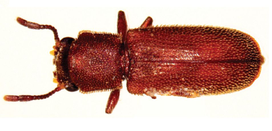 Powderpost Beetles: The Wood Whisperers (image credits: Sittichaya W et al. (2009) An illustrated key to powder post beetles (Coleoptera, Bostrichidae) associated with rubberwood in Thailand, with new records and a checklist of species found in Southern Thailand. ZooKeys 26: 33–51. doi:10.3897/zookeys.26.88, CC BY 3.0, https://commons.wikimedia.org/w/index.php?curid=8839339)