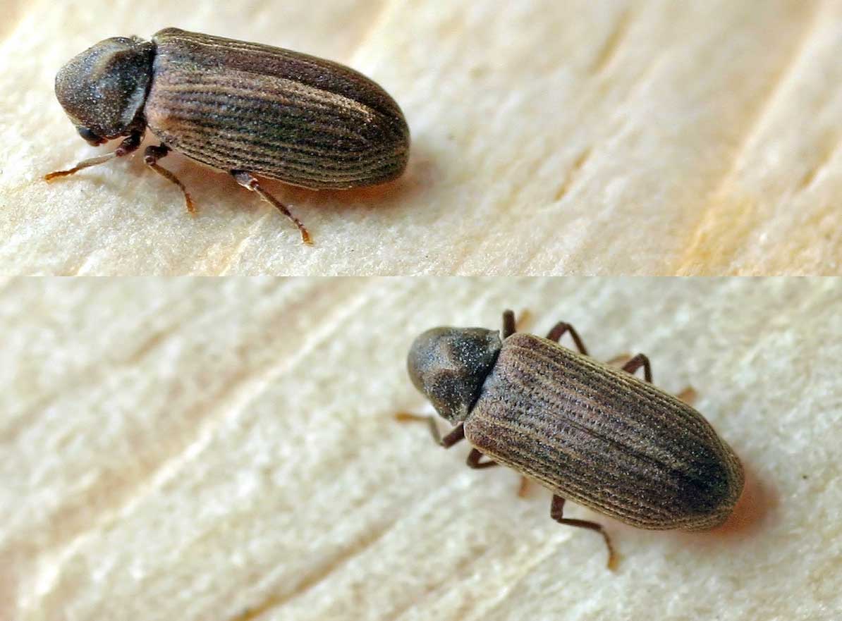 Furniture Beetles: Living Room Destroyers (image credits: Attribution, https://commons.wikimedia.org/w/index.php?curid=438007)