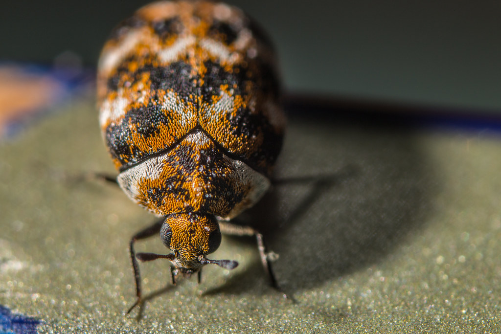 Varied Carpet Beetles: The Eclectic Eaters (image credits: flickr)