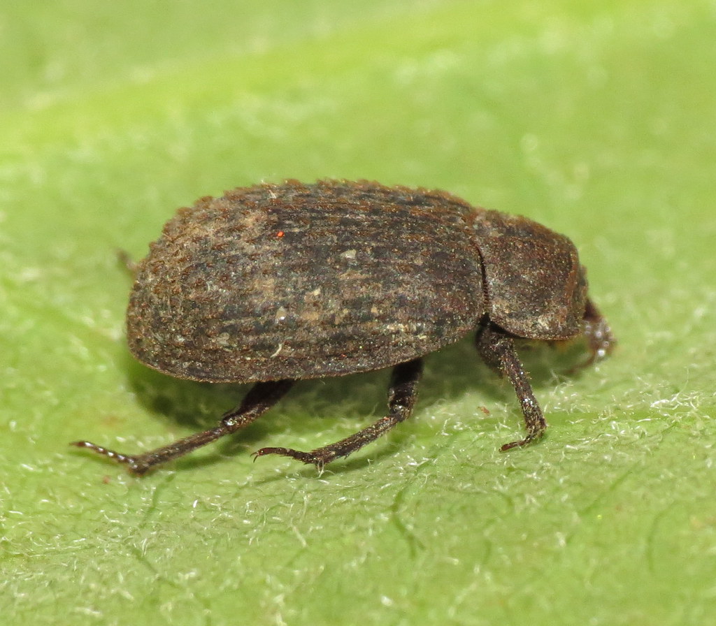 Hide Beetles: The Leather Specialists (image credits: flickr)