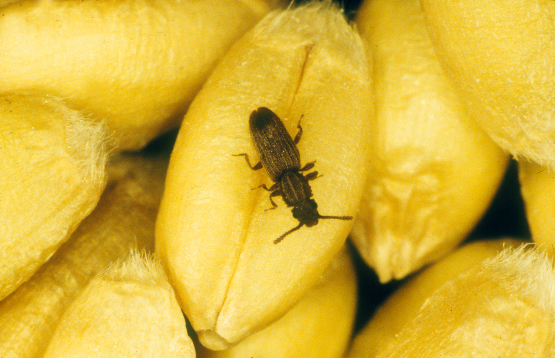Sawtoothed Grain Beetles: The Pantry Infiltrators (image credits: By division, CSIRO, CC BY 3.0, https://commons.wikimedia.org/w/index.php?curid=35473718)