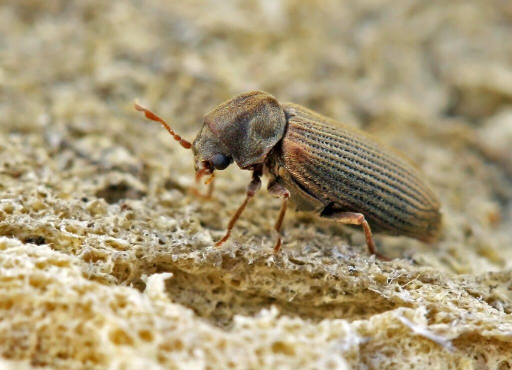 11 Insects That Quietly Eat Your Food, Clothes, or Furniture