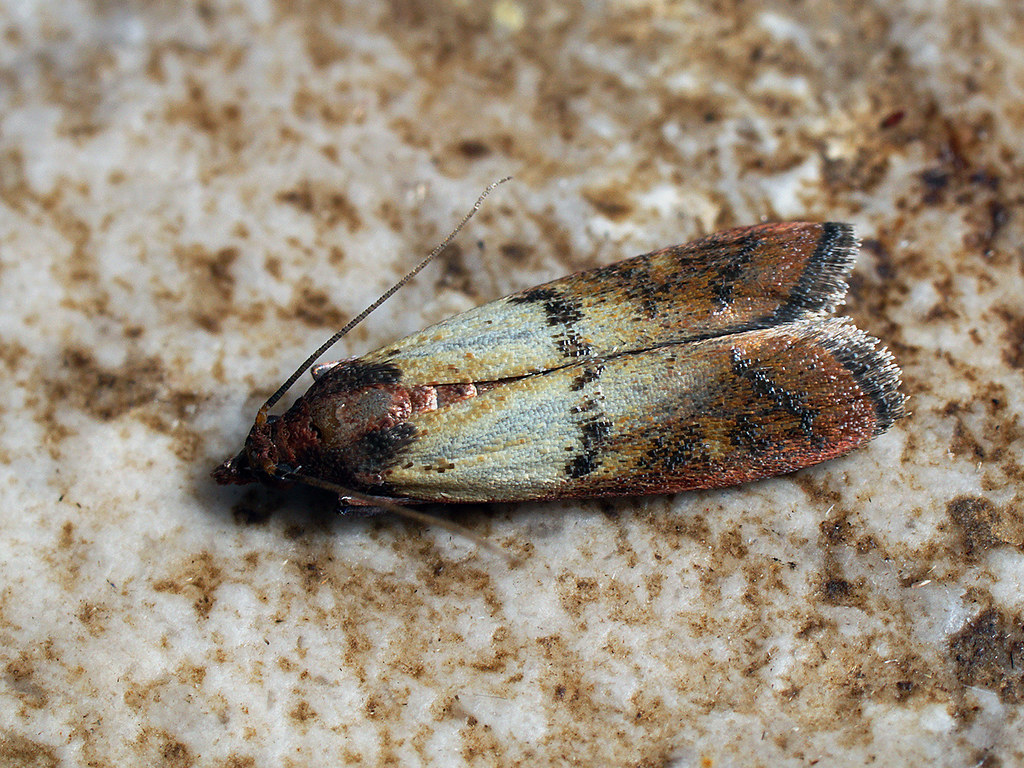The Indian Meal Moth: Your Grain's Silent Destroyer (image credits: flickr)