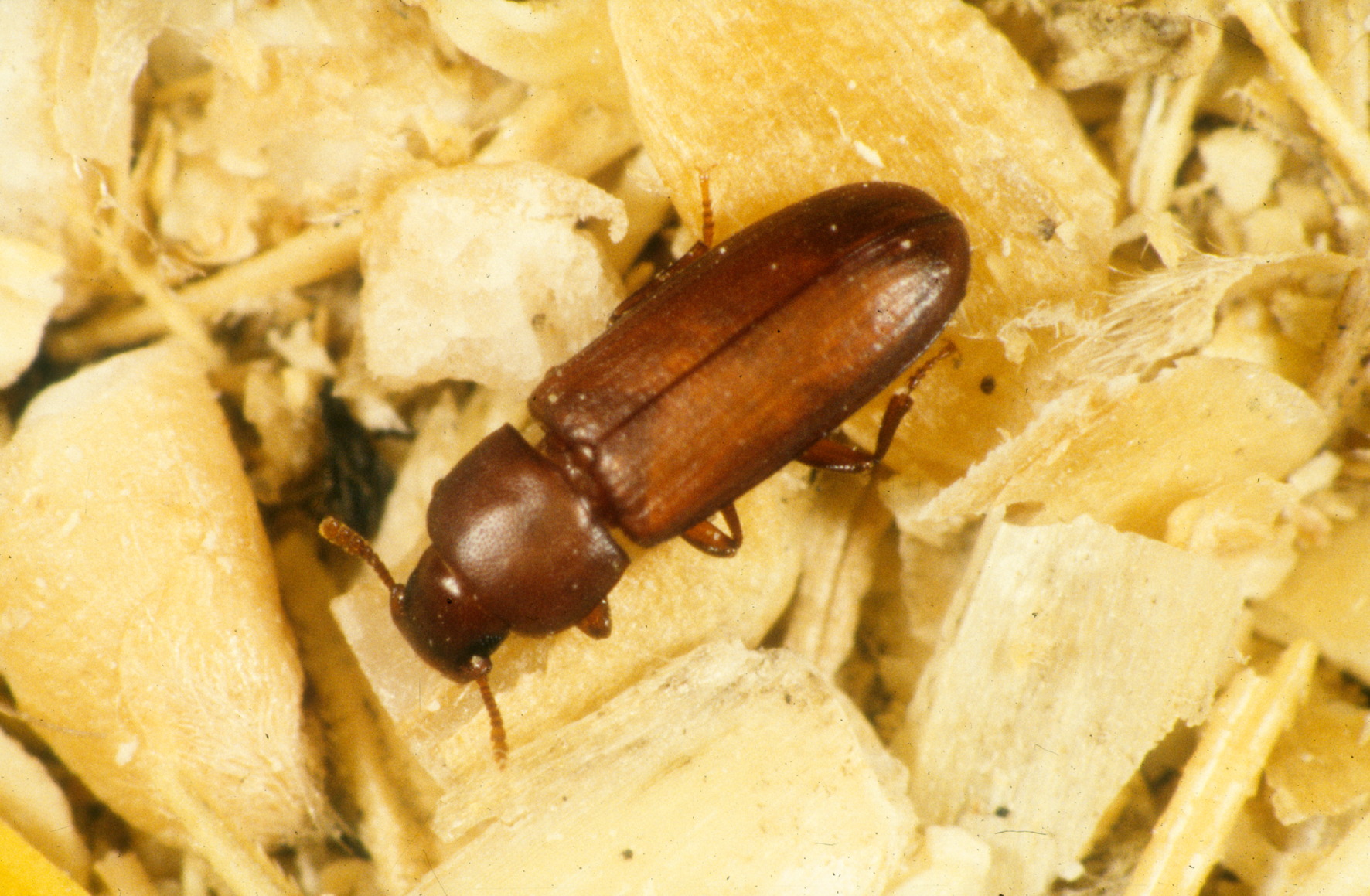 Flour Beetles: The Microscopic Miners (image credits: wikimedia)
