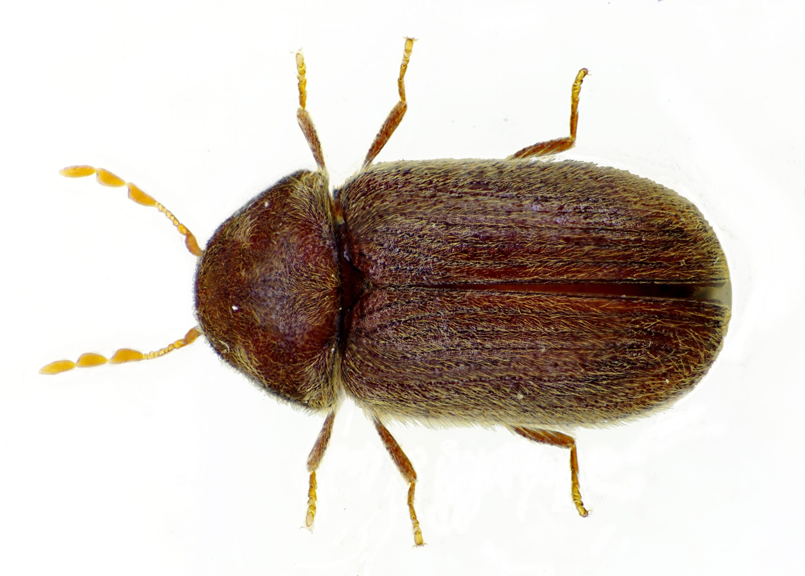Drugstore Beetles: The Unexpected Omnivores (image credits: wikimedia)
