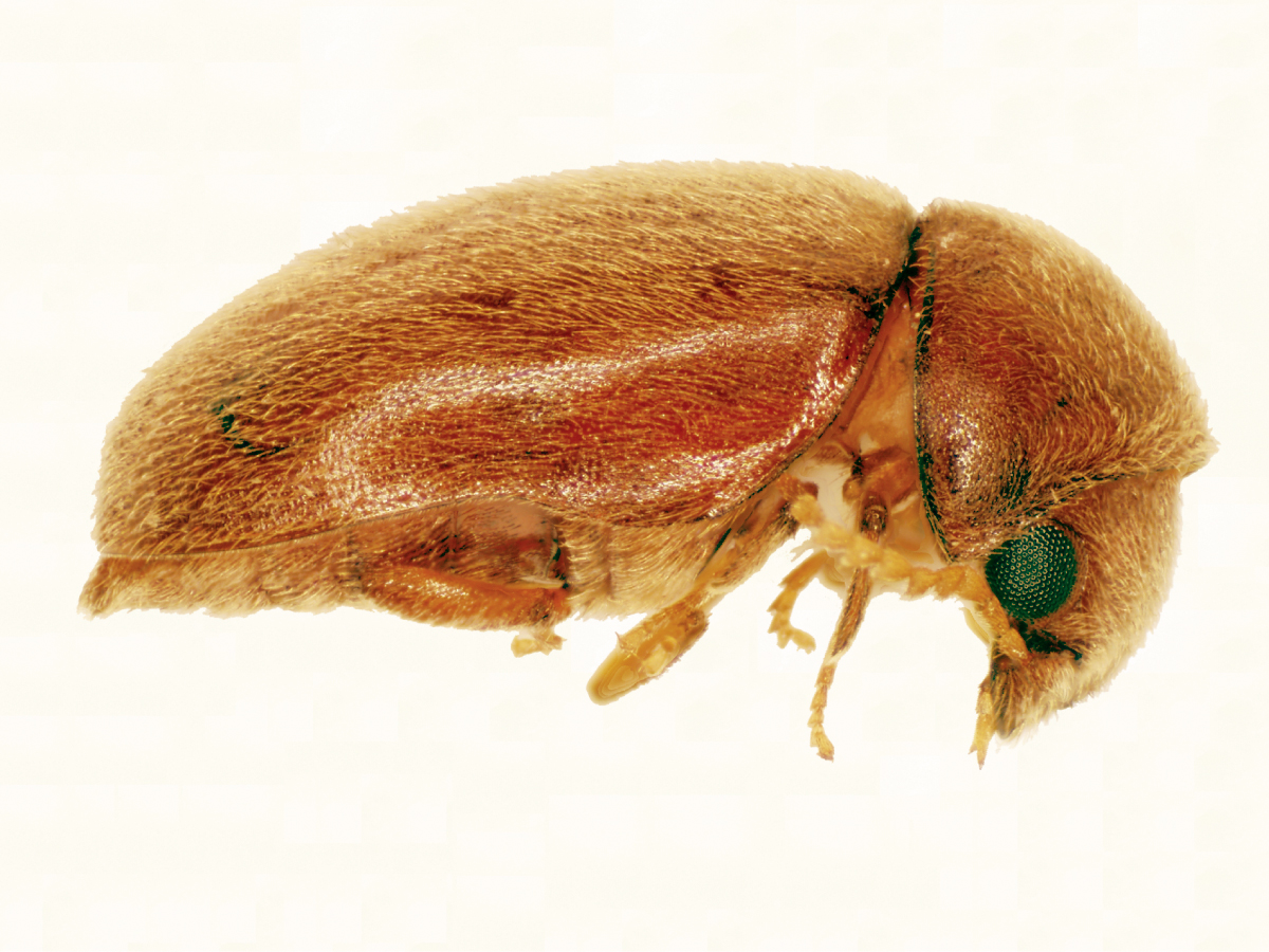 Cigarette Beetles: The Tobacco Lovers Gone Rogue (image credits: By division, CSIRO, CC BY 3.0, https://commons.wikimedia.org/w/index.php?curid=35496603)