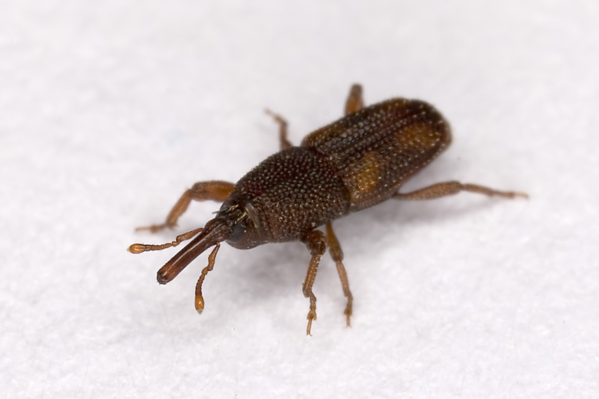 Rice Weevils: The Grain Assassins (image credits: wikimedia)