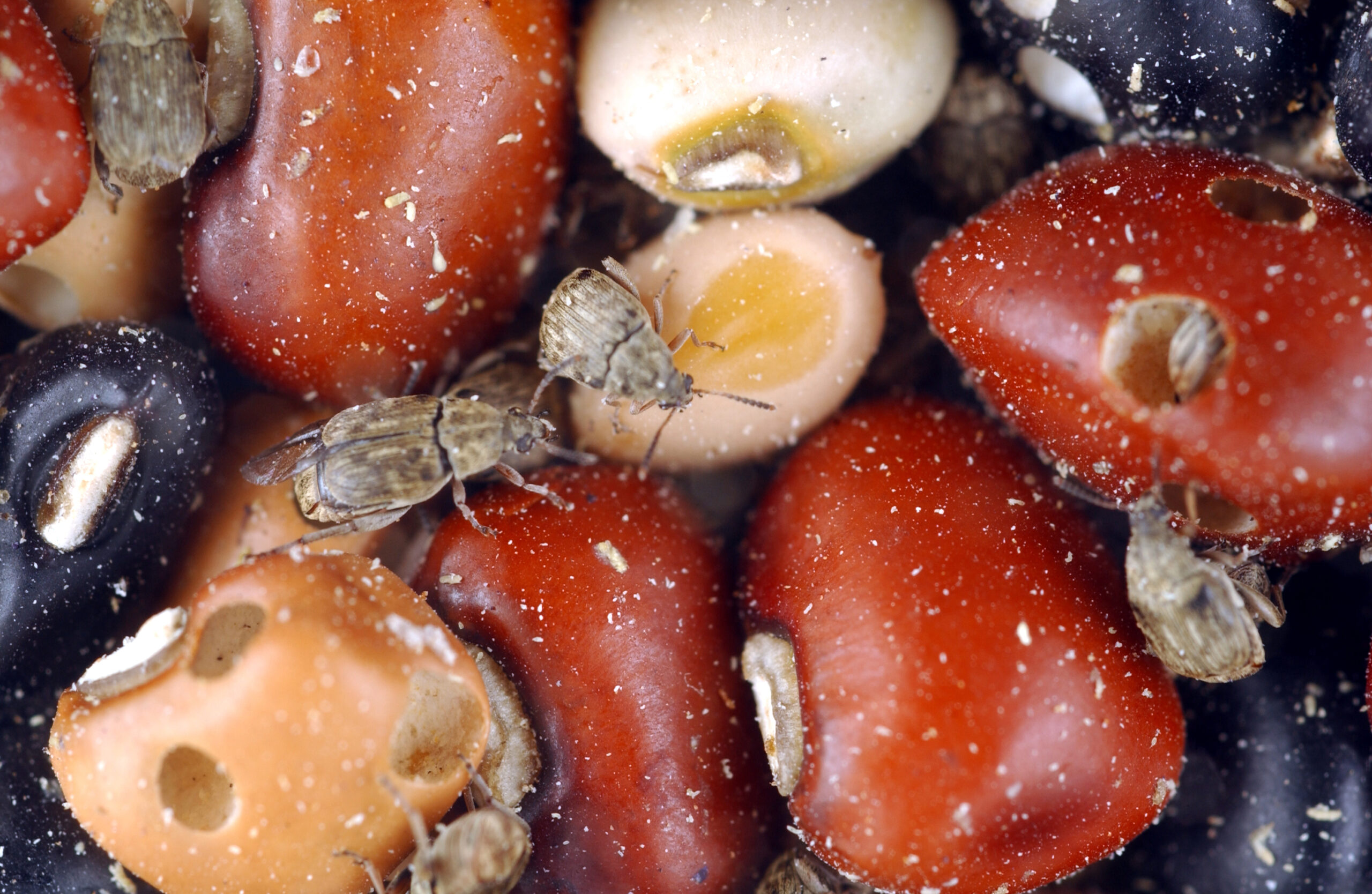 Warning Signs You're Running a Bug Hotel (image credits: By Carl Davies, CSIRO, CC BY 3.0, https://commons.wikimedia.org/w/index.php?curid=35438942)