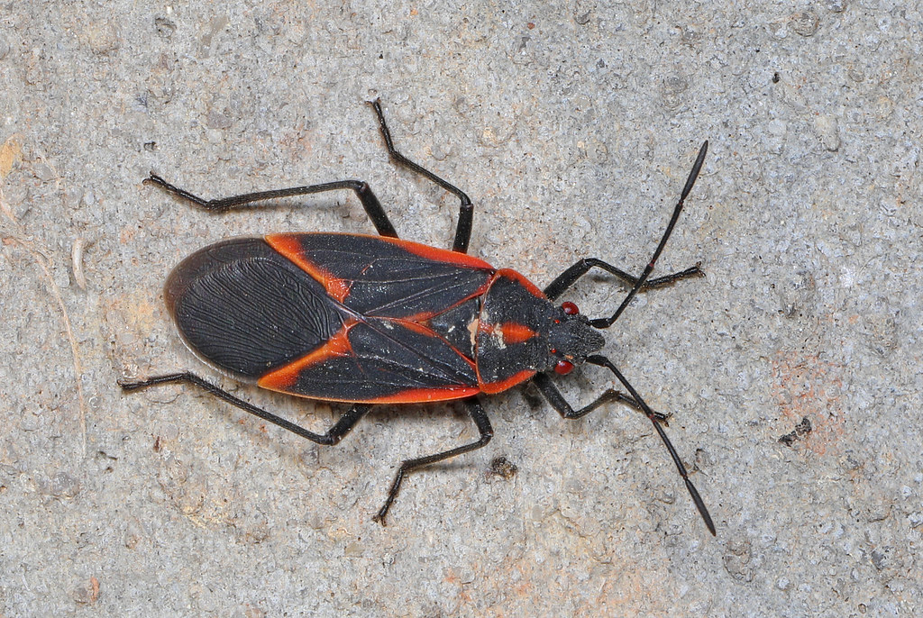 The Science Behind Boxelder Bug Aggregation (image credits: flickr)