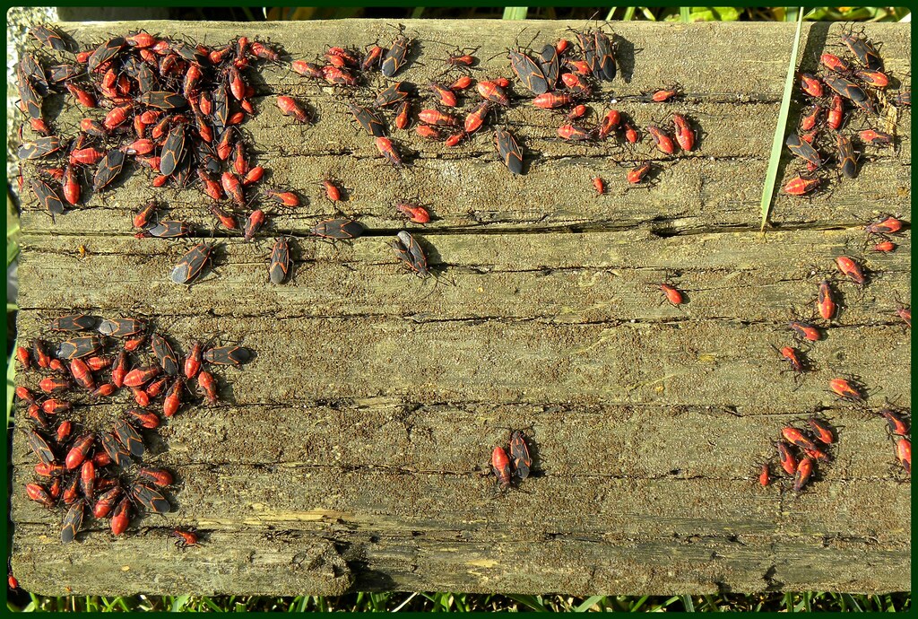 Why Your Home's Walls Become Bug Magnets (image credits: flickr)