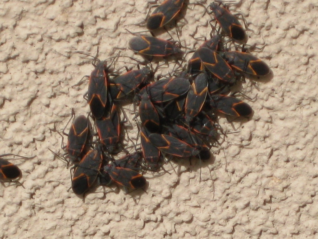 The Role of Nearby Boxelder Trees (image credits: flickr)