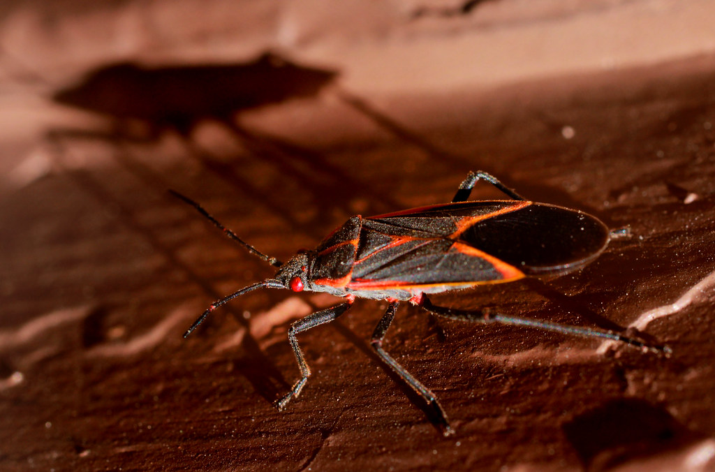 Overwintering Strategies and Survival Mechanisms (image credits: flickr)