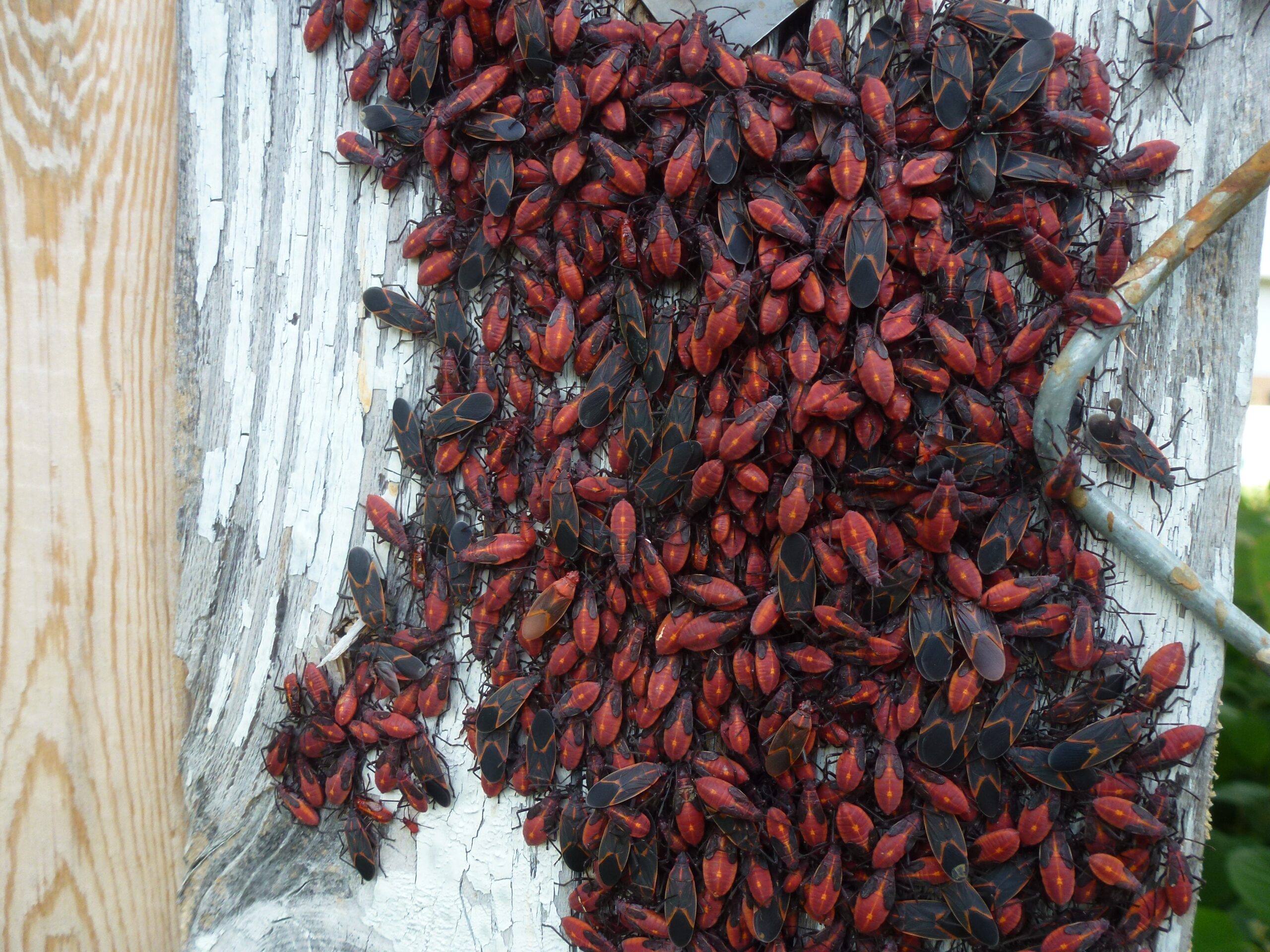 Behavioral Patterns During Mass Aggregations (image credits: By Kelisi, CC BY-SA 4.0, https://commons.wikimedia.org/w/index.php?curid=73109308)