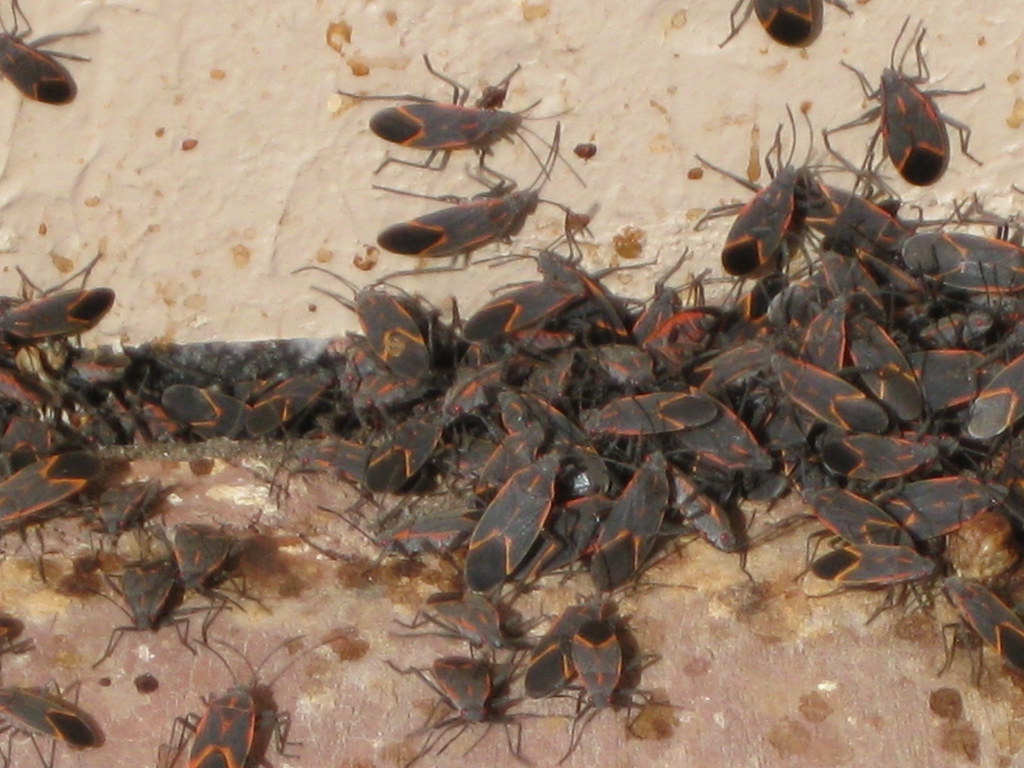 The Impact of Climate Change on Bug Behavior (image credits: flickr)