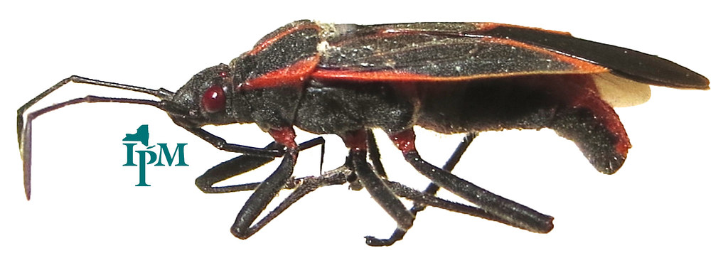Human-Bug Interactions and Management Strategies (image credits: flickr)