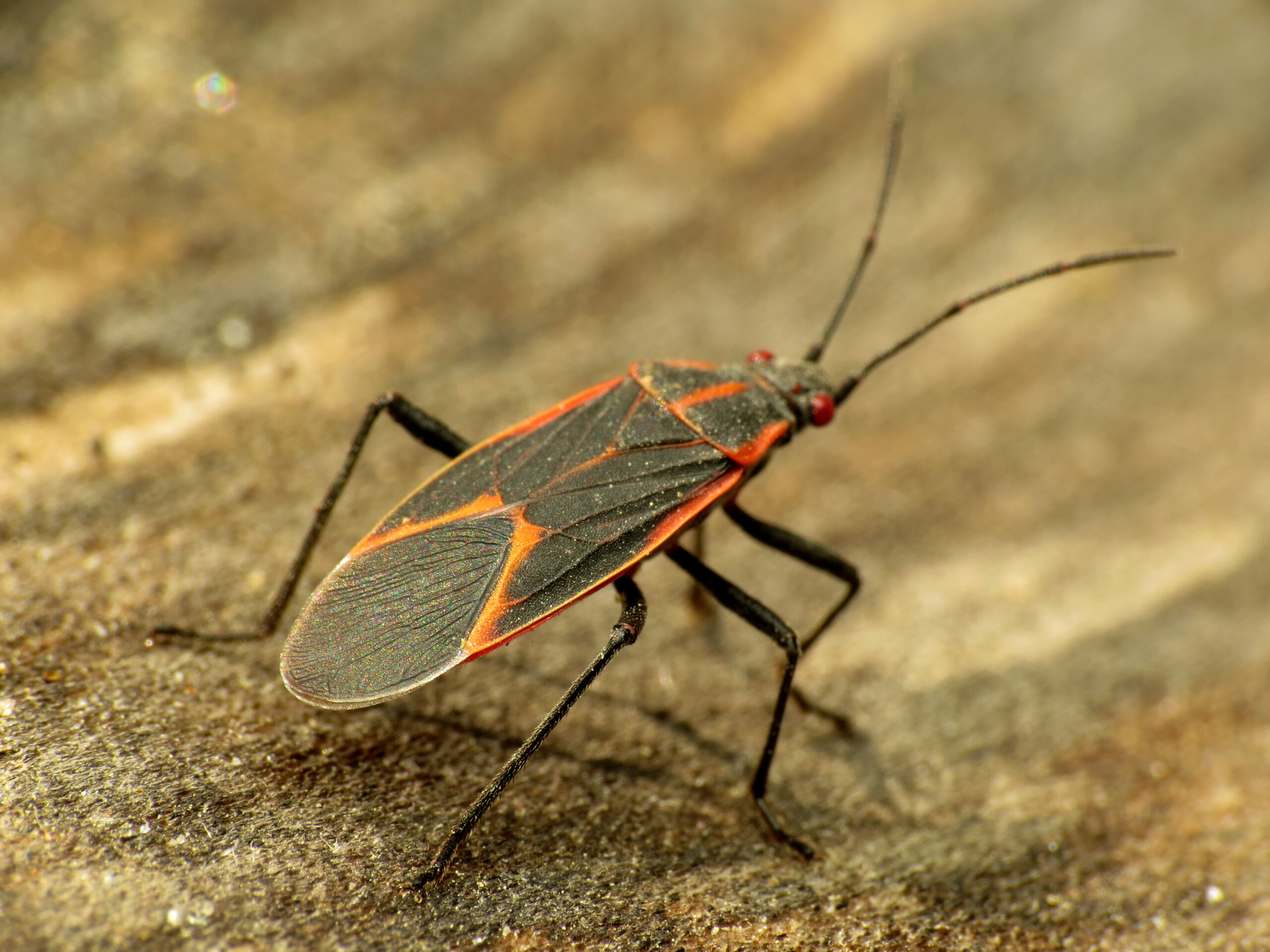 Conclusion (image credits: Eastern Boxelder Bug, CC BY 2.0, https://commons.wikimedia.org/w/index.php?curid=49937021)