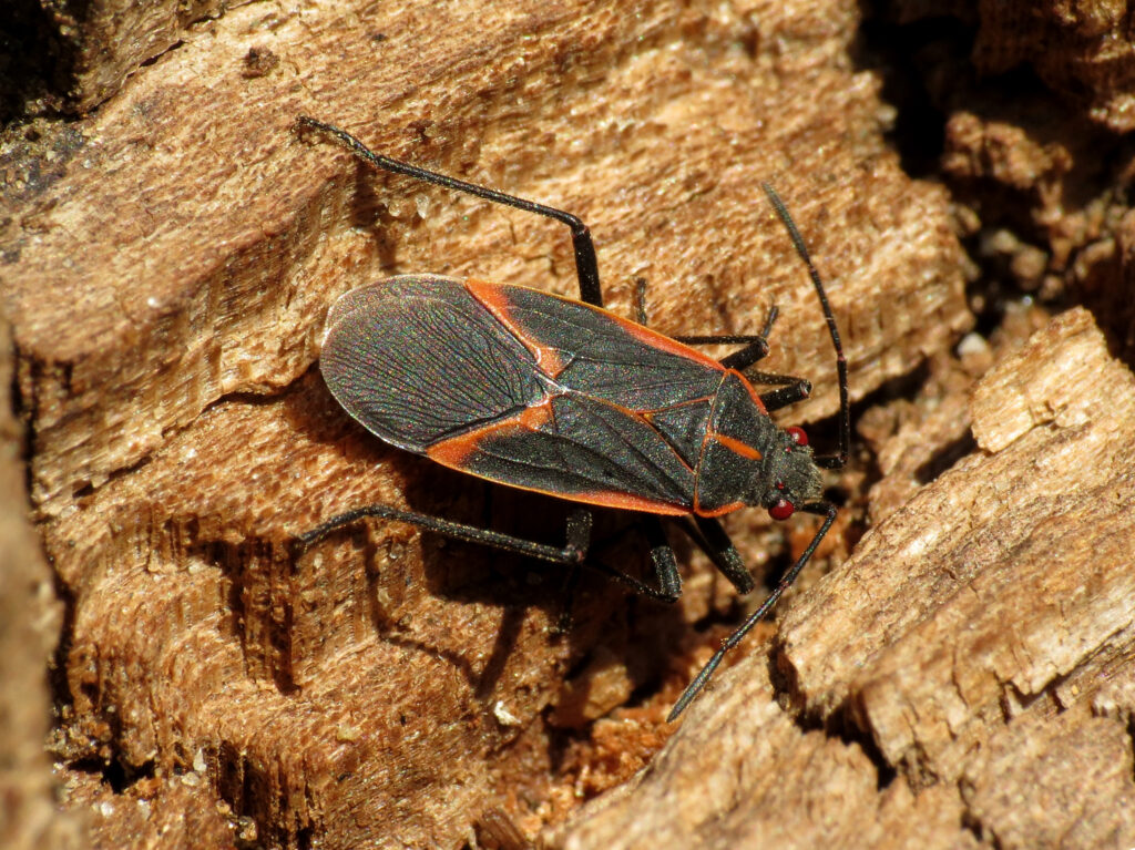Why Boxelder Bugs Swarm Your Walls When the Weather Changes