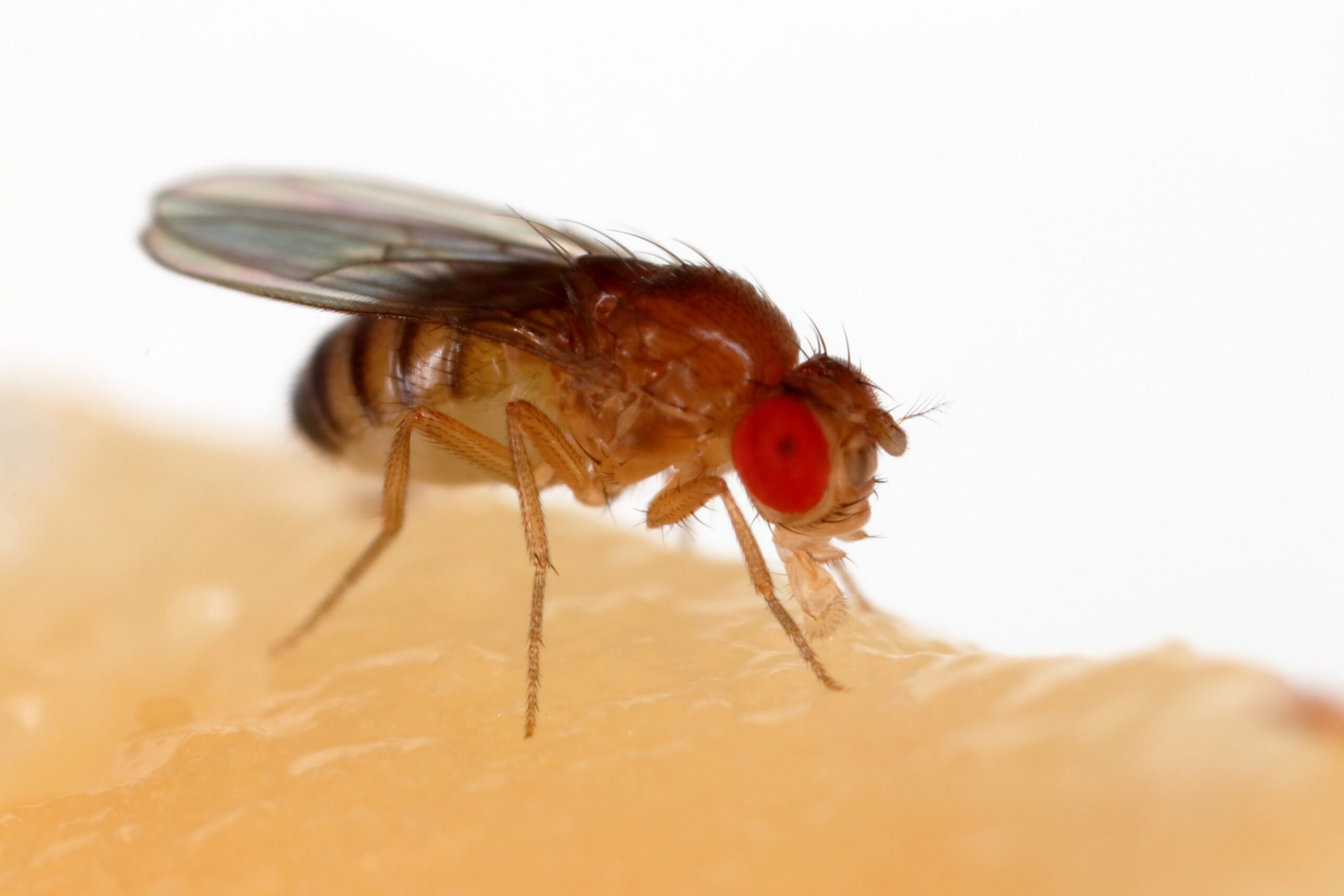 The Fruit Fly: Master of Rapid Reproduction (image credits: By Sanjay Acharya, CC BY-SA 4.0, https://commons.wikimedia.org/w/index.php?curid=63862733)