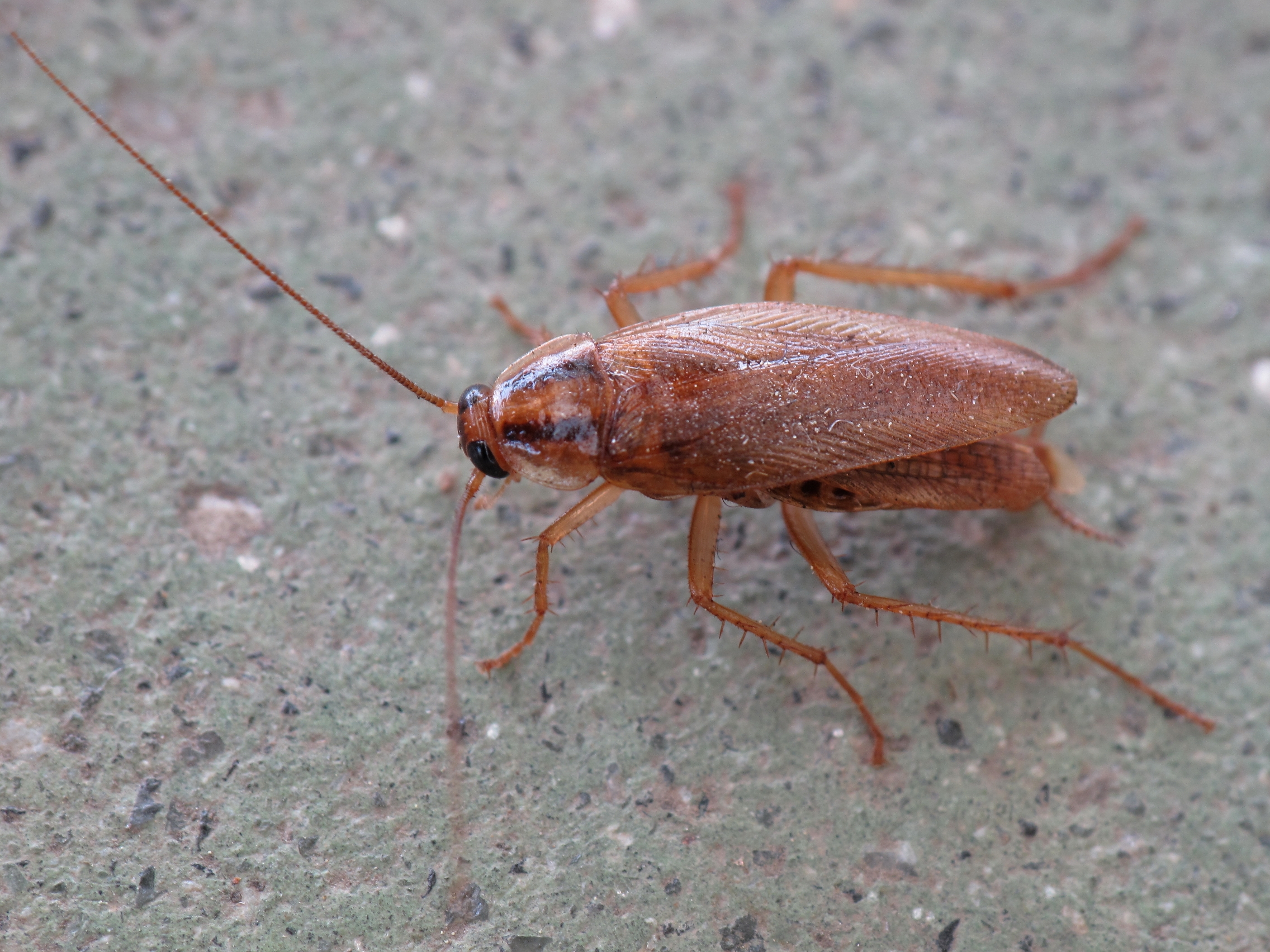 The German Cockroach: Kitchen Domination Specialist (image credits: wikimedia)