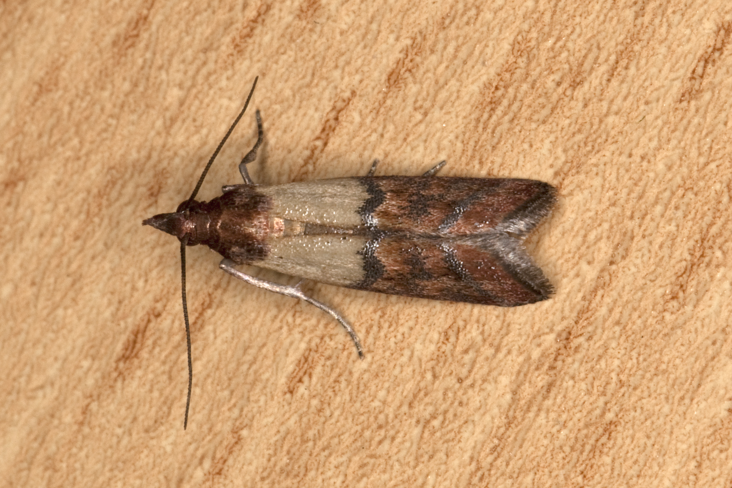 The Pantry Moth: Silent Infiltrator of Stored Foods (image credits: wikimedia)