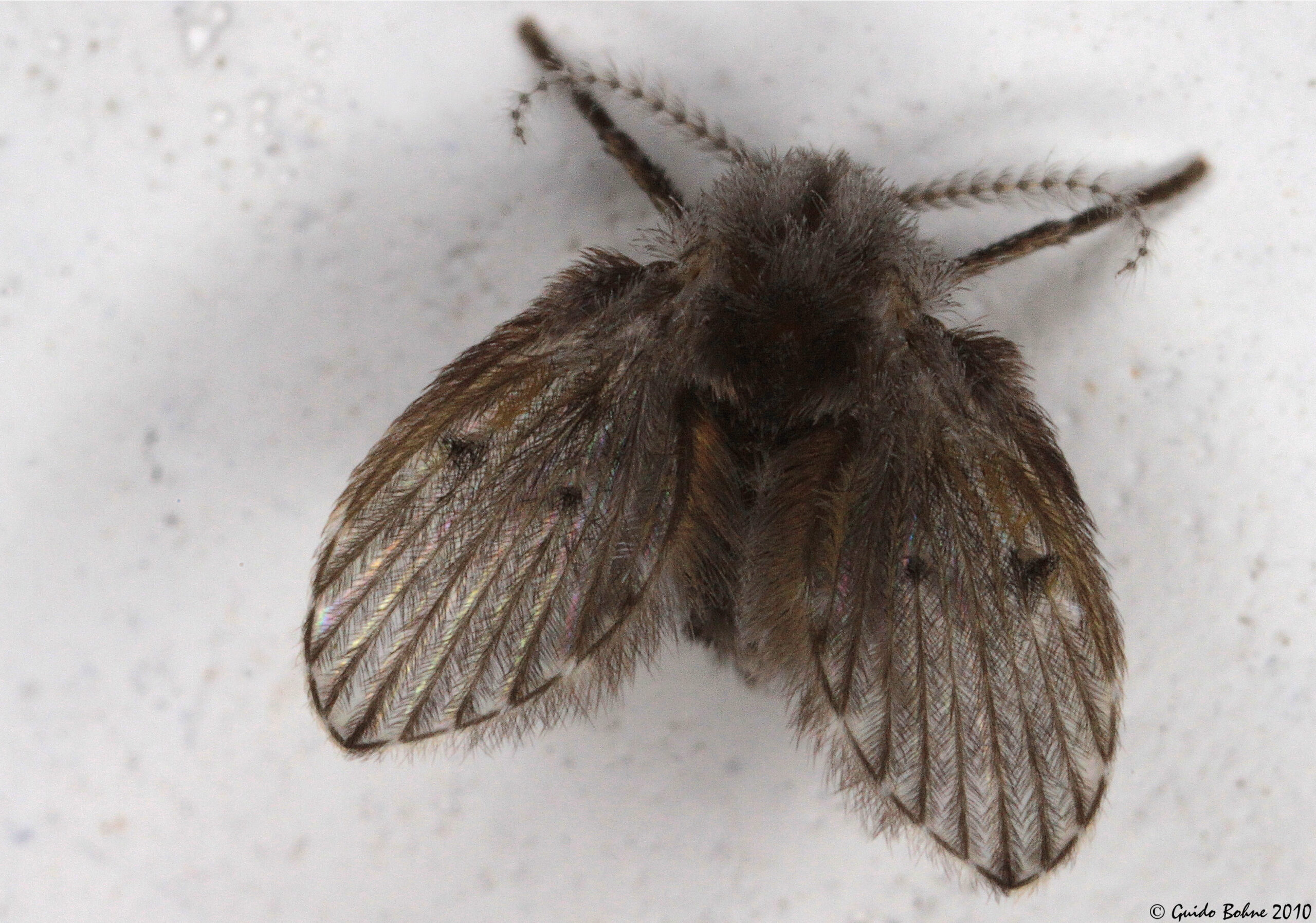 The Drain Fly: Moisture-Dependent Breeding Machine (image credits: wikimedia)