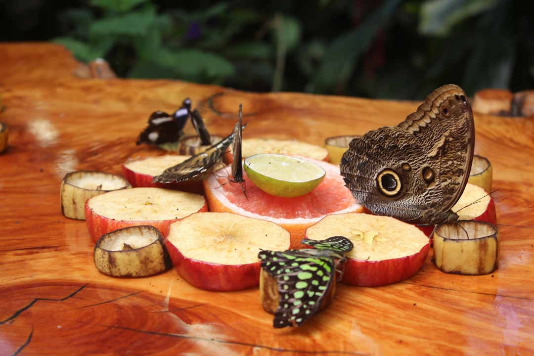 The Science Behind Insect Attraction to Food Sources (image credits: unsplash)