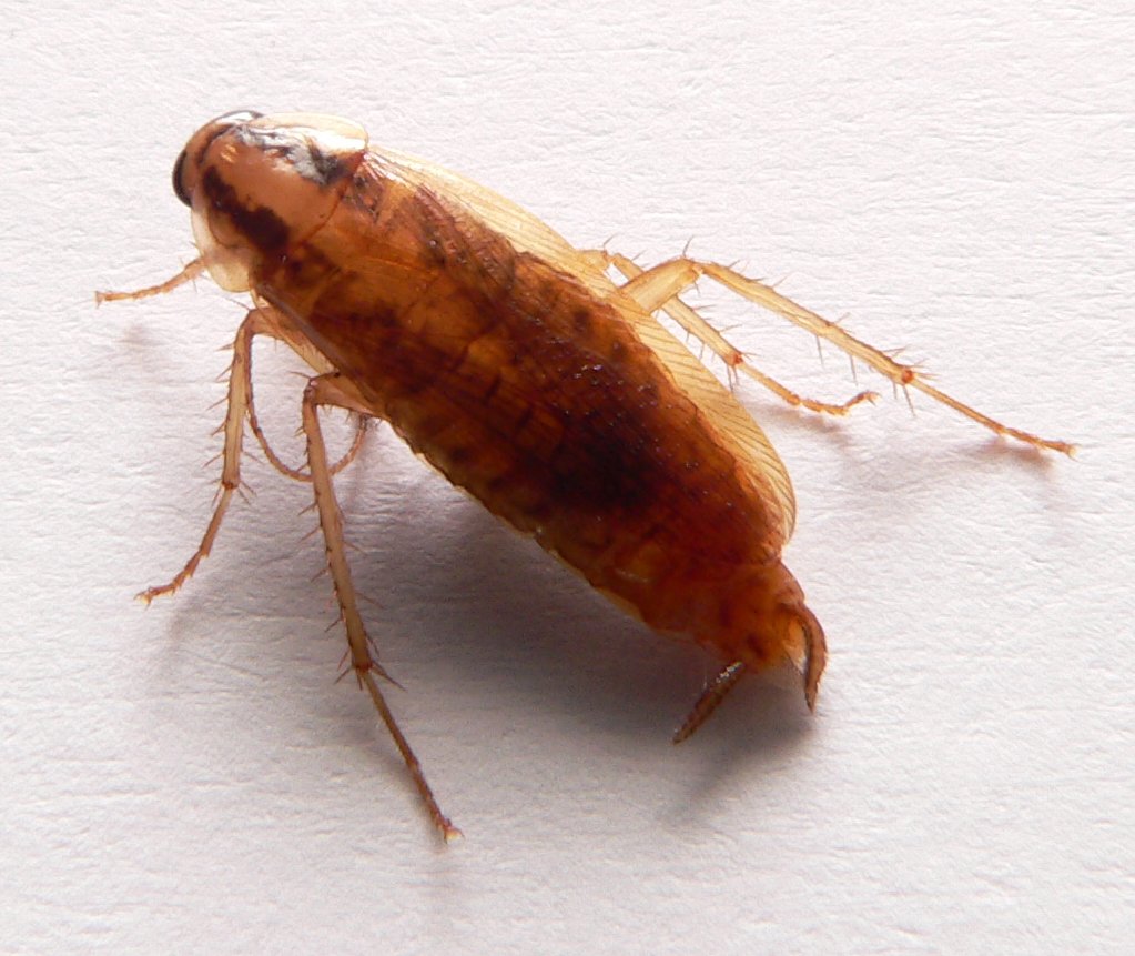 Temperature Zones and Their Impact on Insect Development (image credits: By David Monniaux, CC BY-SA 3.0, https://commons.wikimedia.org/w/index.php?curid=1611434)