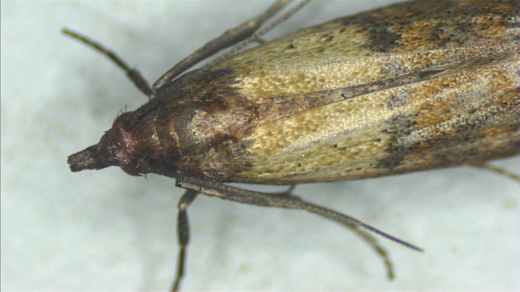 Food Storage Vulnerabilities That Enable Insect Invasions (image credits: flickr)