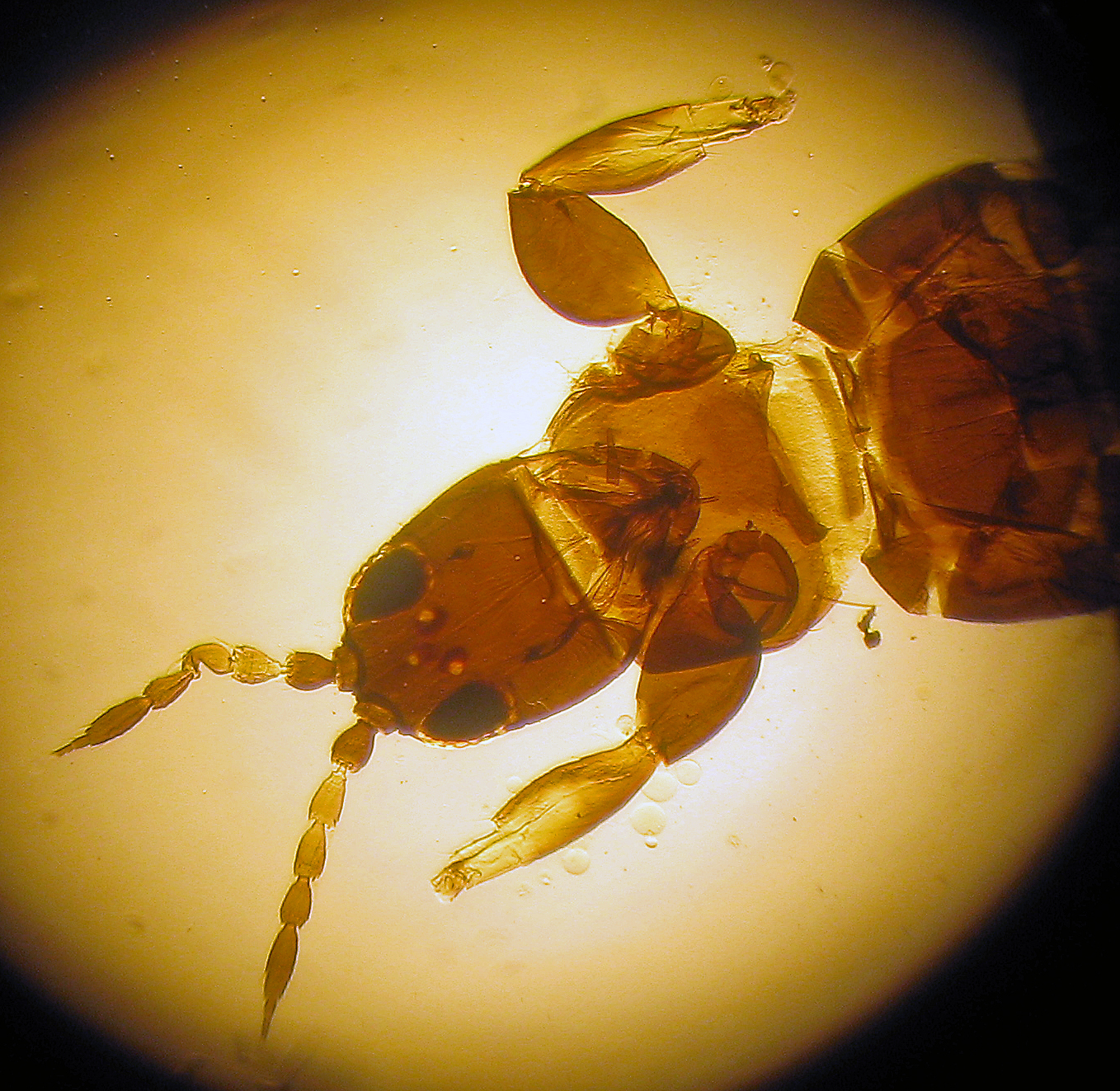 Meet the Microscopic Residents of Your Tech (image credits: wikimedia)