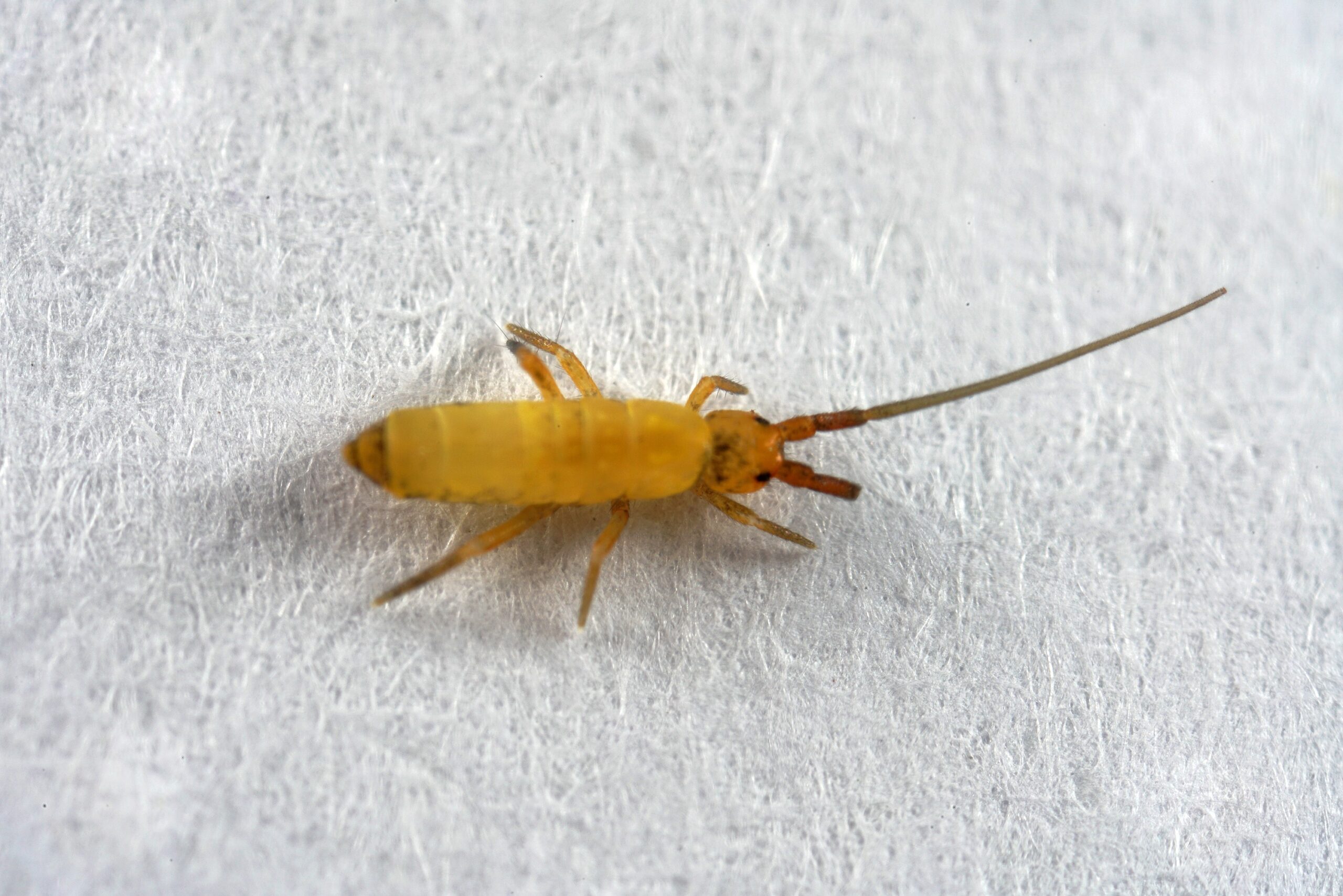The Surprising Benefits of Your Keyboard's Tiny Inhabitants (image credits: Pogonognathellus longicornis, CC BY-SA 2.0, https://commons.wikimedia.org/w/index.php?curid=75670450)