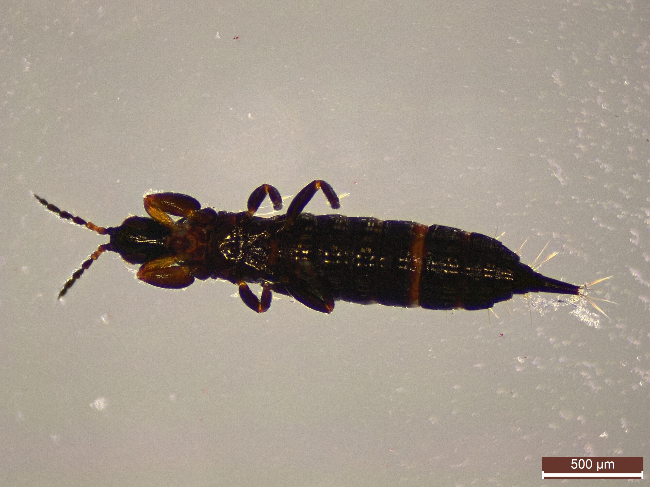 The Science Behind Keyboard Colonization (image credits: Thysanoptera sp., CC BY 2.0, https://commons.wikimedia.org/w/index.php?curid=69456203)