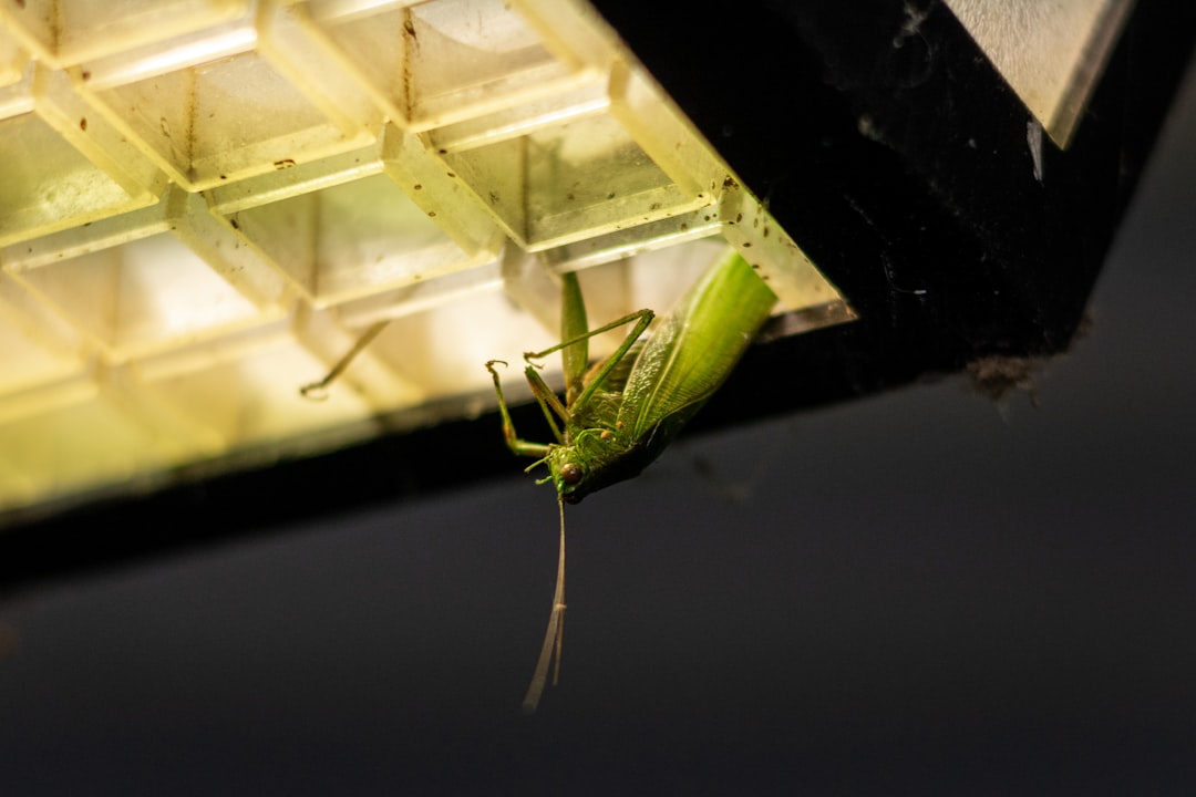 The Evolutionary Adaptations of Tech-Dwelling Insects (image credits: unsplash)