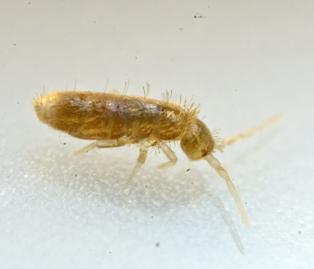 The Invisible Insects Crawling Across Your Keyboard