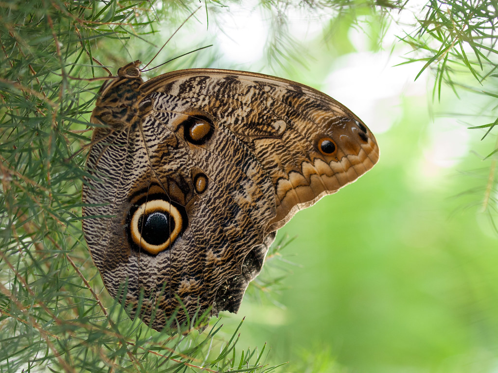 Masters of Timing and Positioning (image credits: flickr)