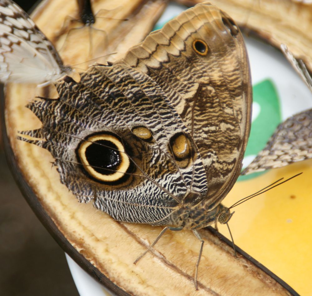 Hidden Beauty of the Upper Wings (image credits: wikimedia)