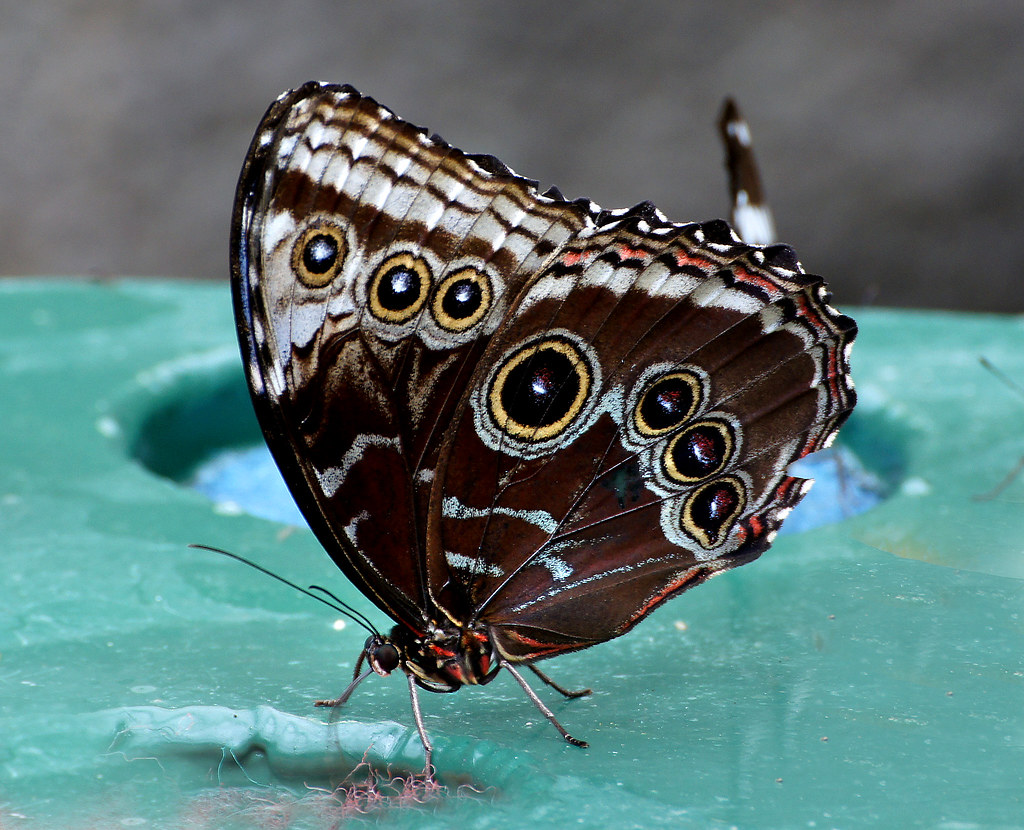 Life in the Rainforest Shadows (image credits: flickr)