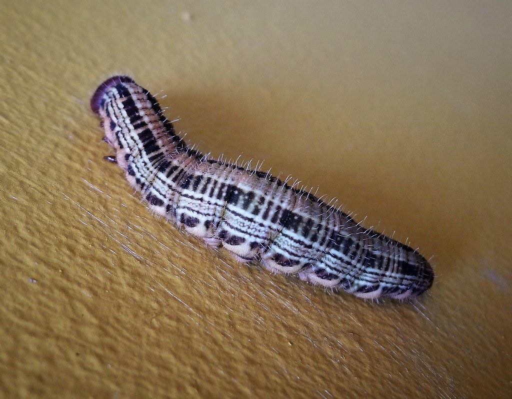 The Caterpillar's Own Survival Strategy (image credits: flickr)