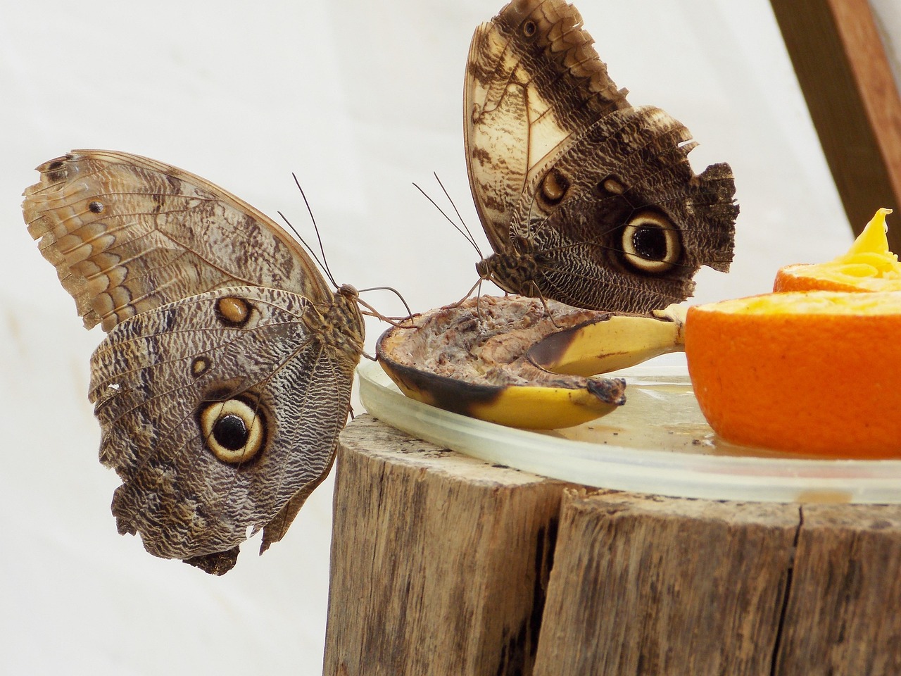 Feeding Habits and Ecological Role (image credits: pixabay)